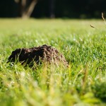 mole and grub control
