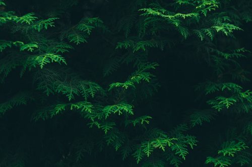 8 Tips for Choosing the Right Tree for Your Lawn & When to Plant Them