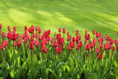 411 of Lawn Maintenance and Garden Sustainability