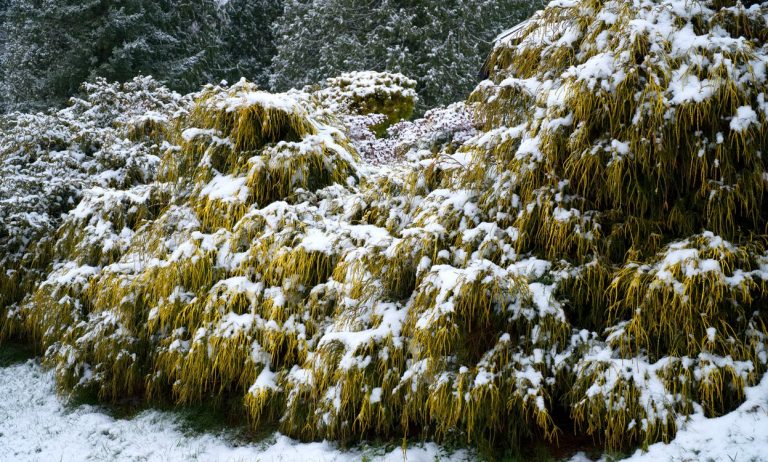 misconceptions about lawn in winter months