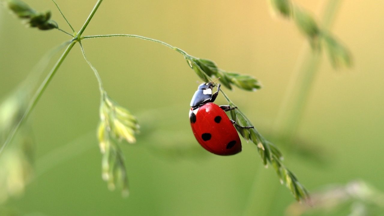 lawn maintenance care