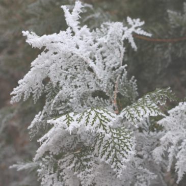 Winter Lawn Care Tips