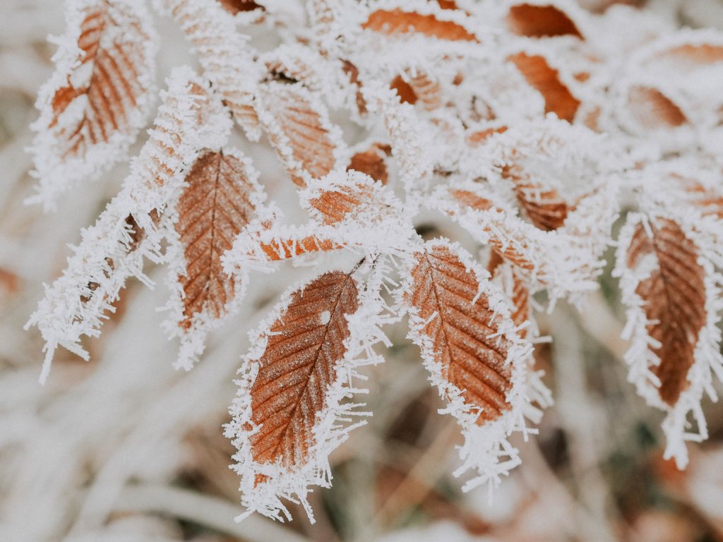 proceeding with your sprinkler system winter shutdown