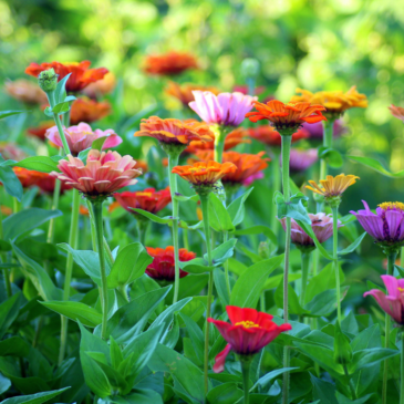 Flower Bed Maintenance