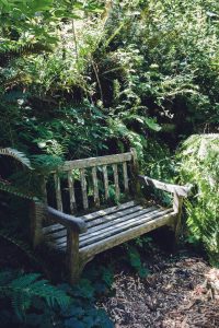 A bench among vegetation.
