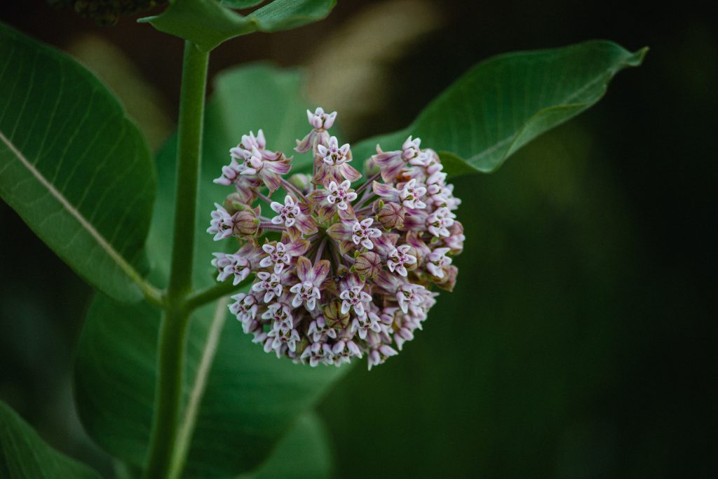 a milkweed flower among its leaves.