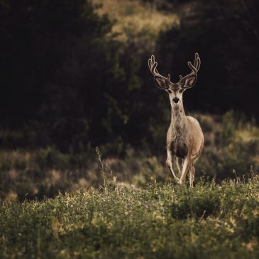 Guarding Your Garden: Effective Deer Repellent Strategies to Keep Your Plants Safe