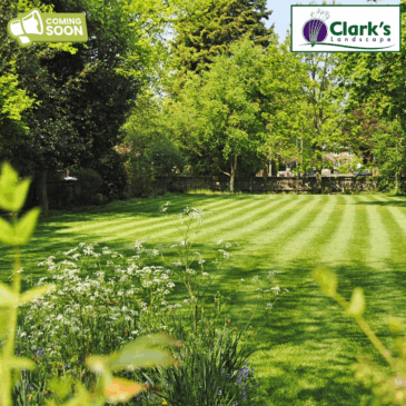 Michigan Lawn Recovery Guide: Fall & Winter